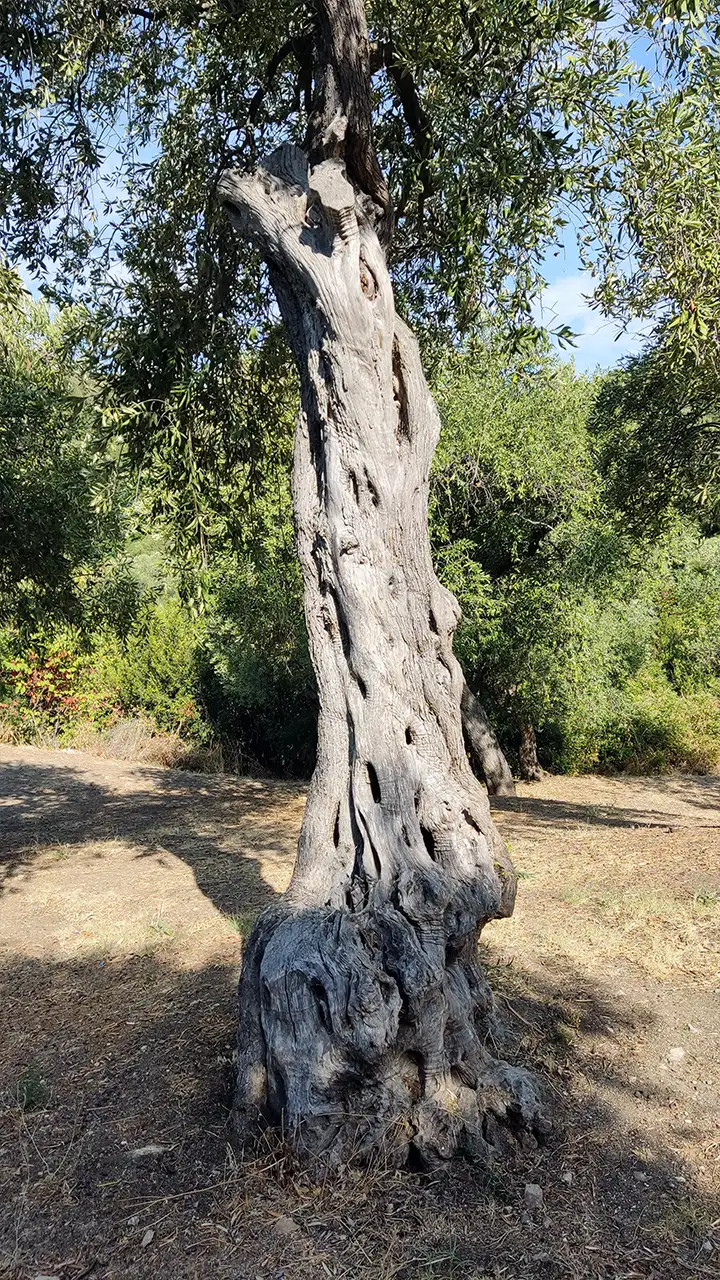 Оливковое дерево с изрезанным и мощным стволом в роще у кельи святителя Спиридона Тримифунтского на Афоне