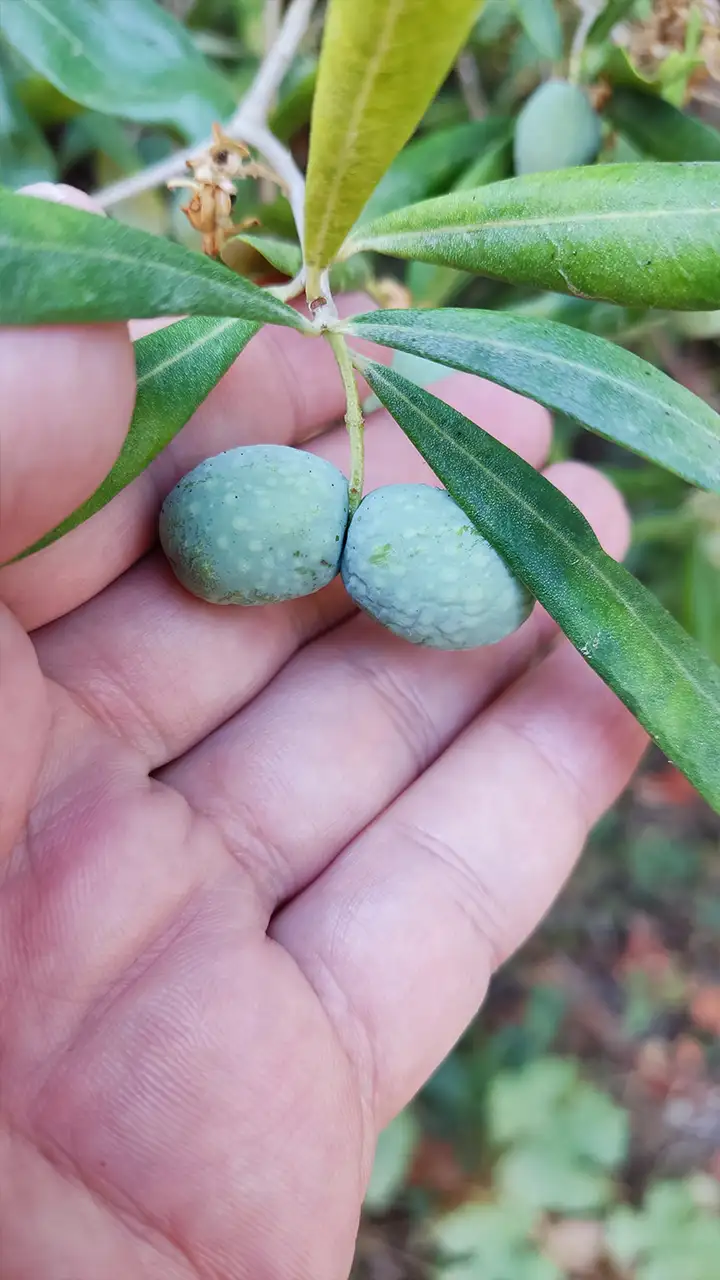 Зелёные оливки в стадии созревания, лежащие на ладони паломника у кельи святителя Спиридона на Афоне
