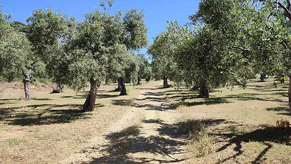 Оливковая роща на Афоне